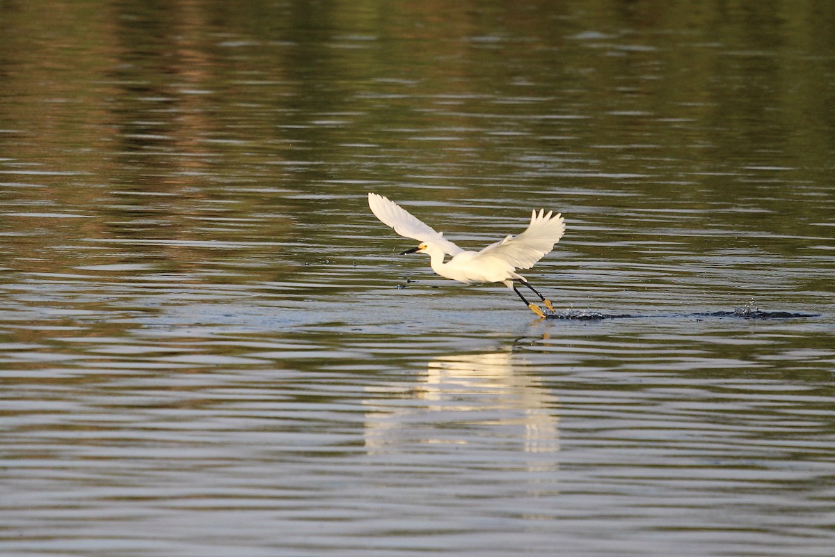 Snowy Egret - Will Johnson