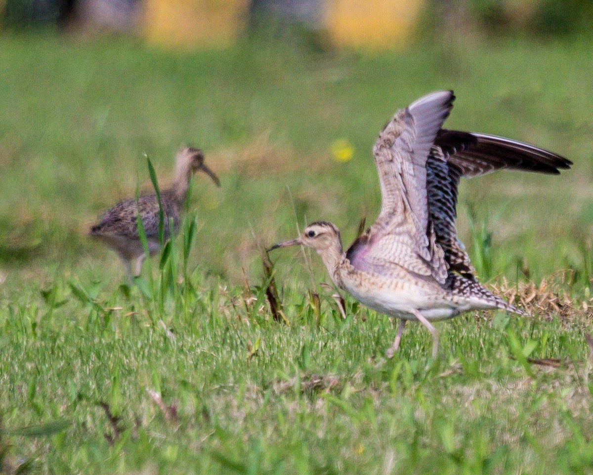 Little Curlew - Rail Whisperer