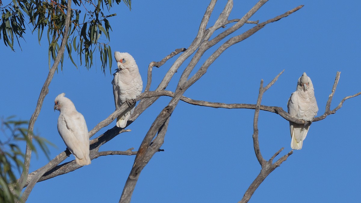 kakadu hrabavý - ML618552005