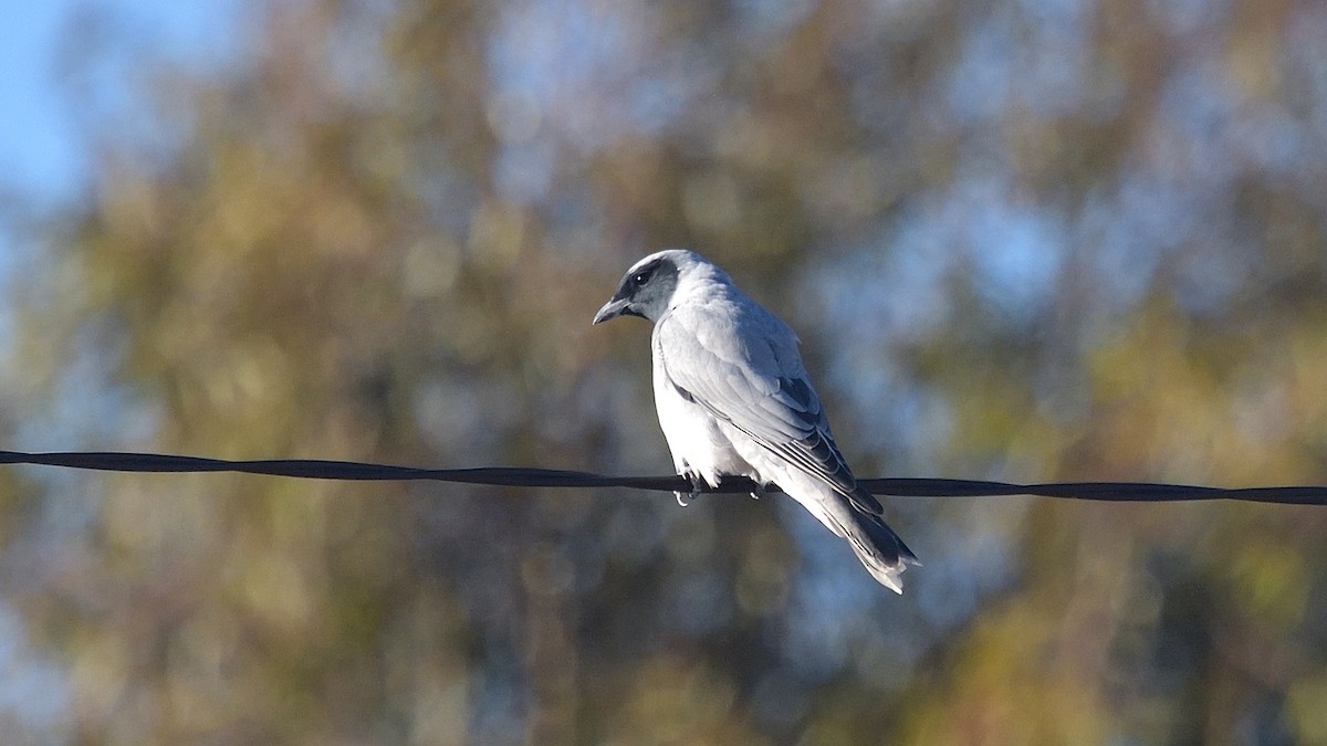 Black-faced Cuckooshrike - ML618552008