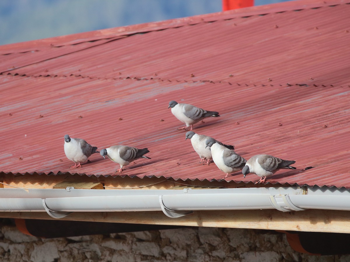 Snow Pigeon - ML618552021