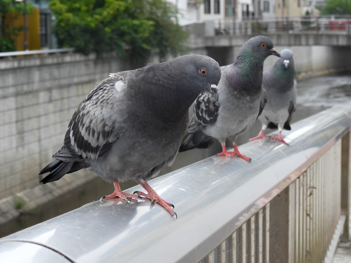 Rock Pigeon (Feral Pigeon) - ML618552055