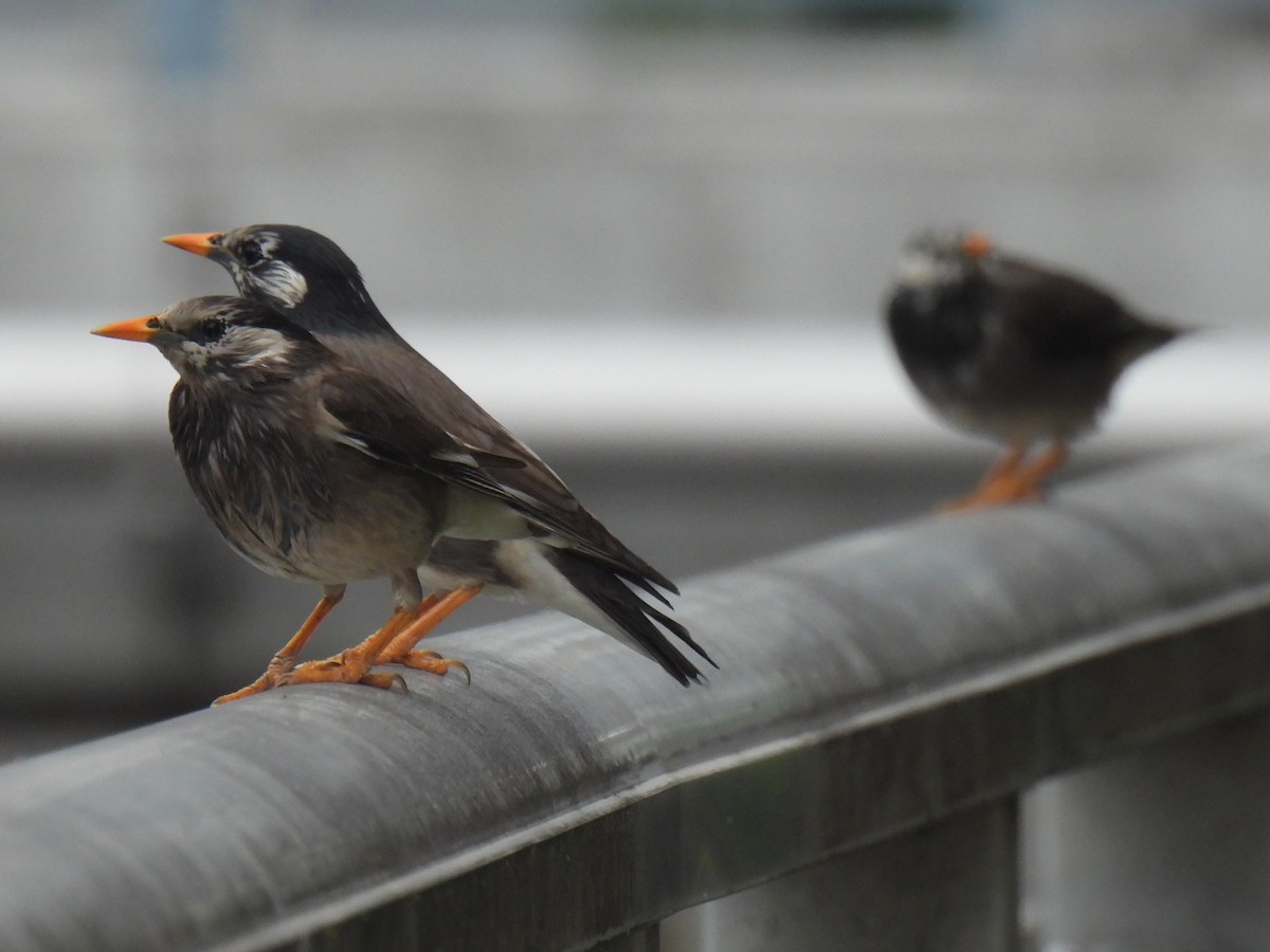 White-cheeked Starling - ML618552059