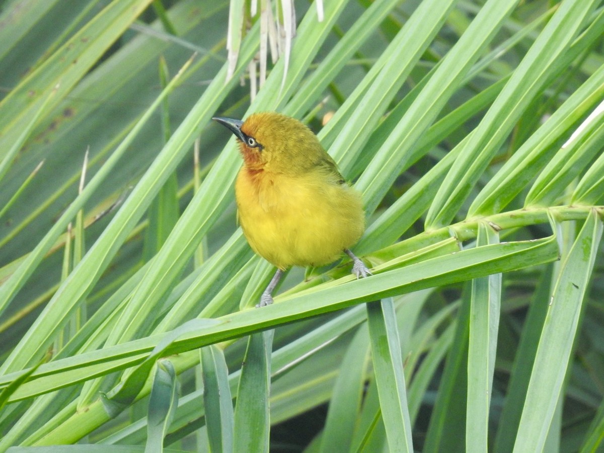 Spectacled Weaver - ML618552084