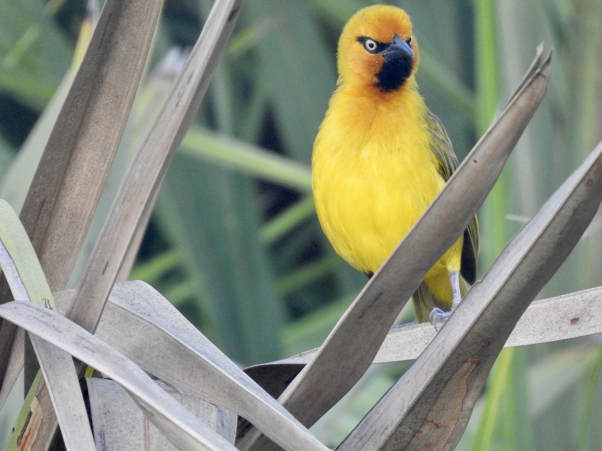 Spectacled Weaver - Nick Odio