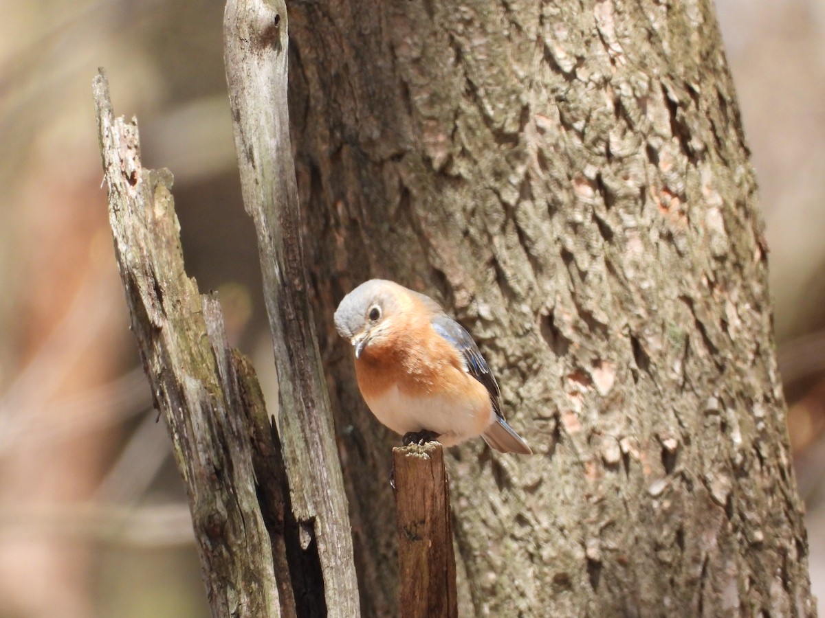 Eastern Bluebird - Helmut Pfeifenberger