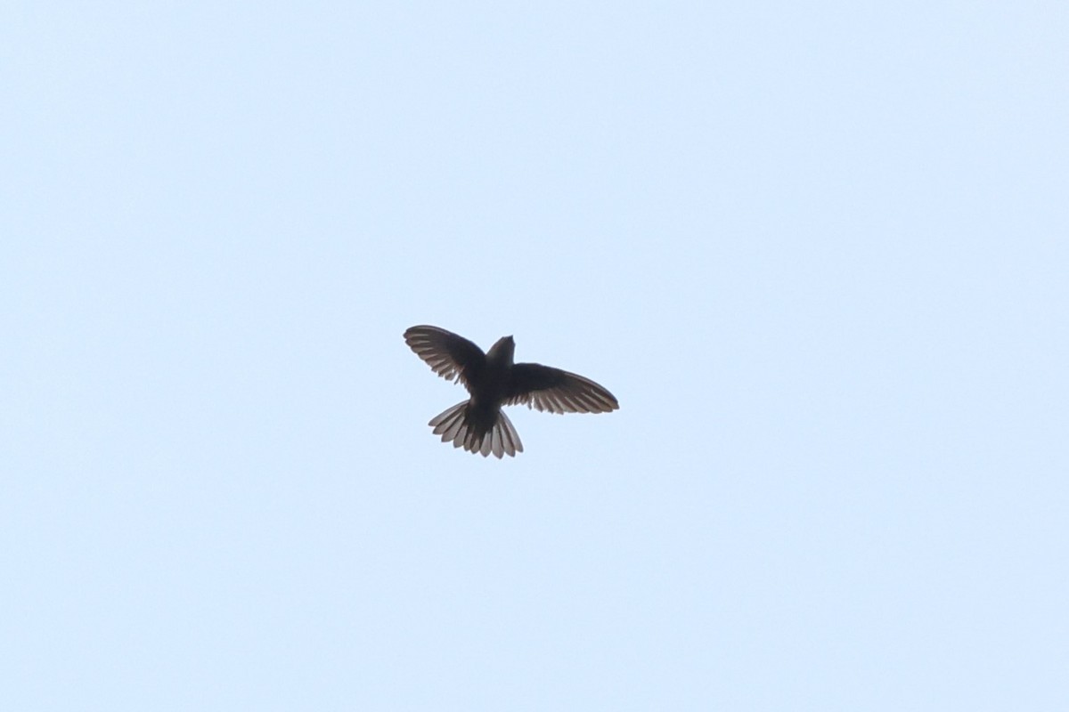 dark swiftlet sp. - ML618552099