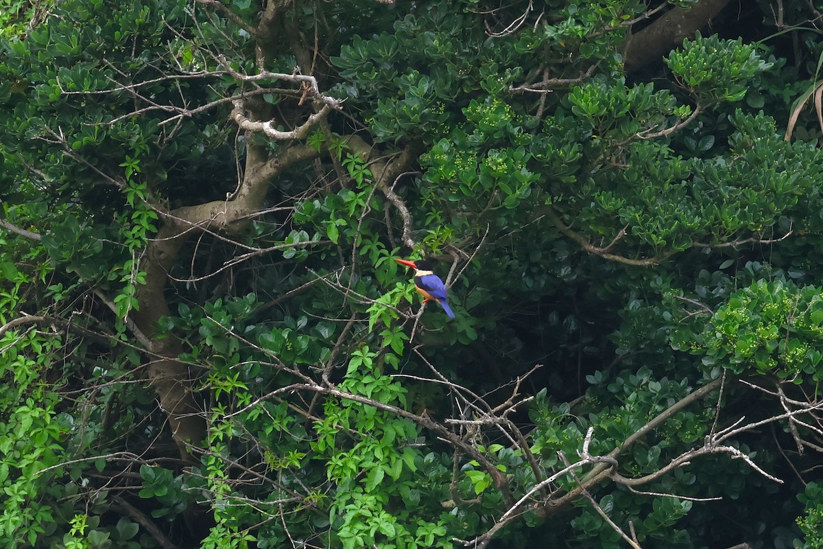 Black-capped Kingfisher - ML618552103