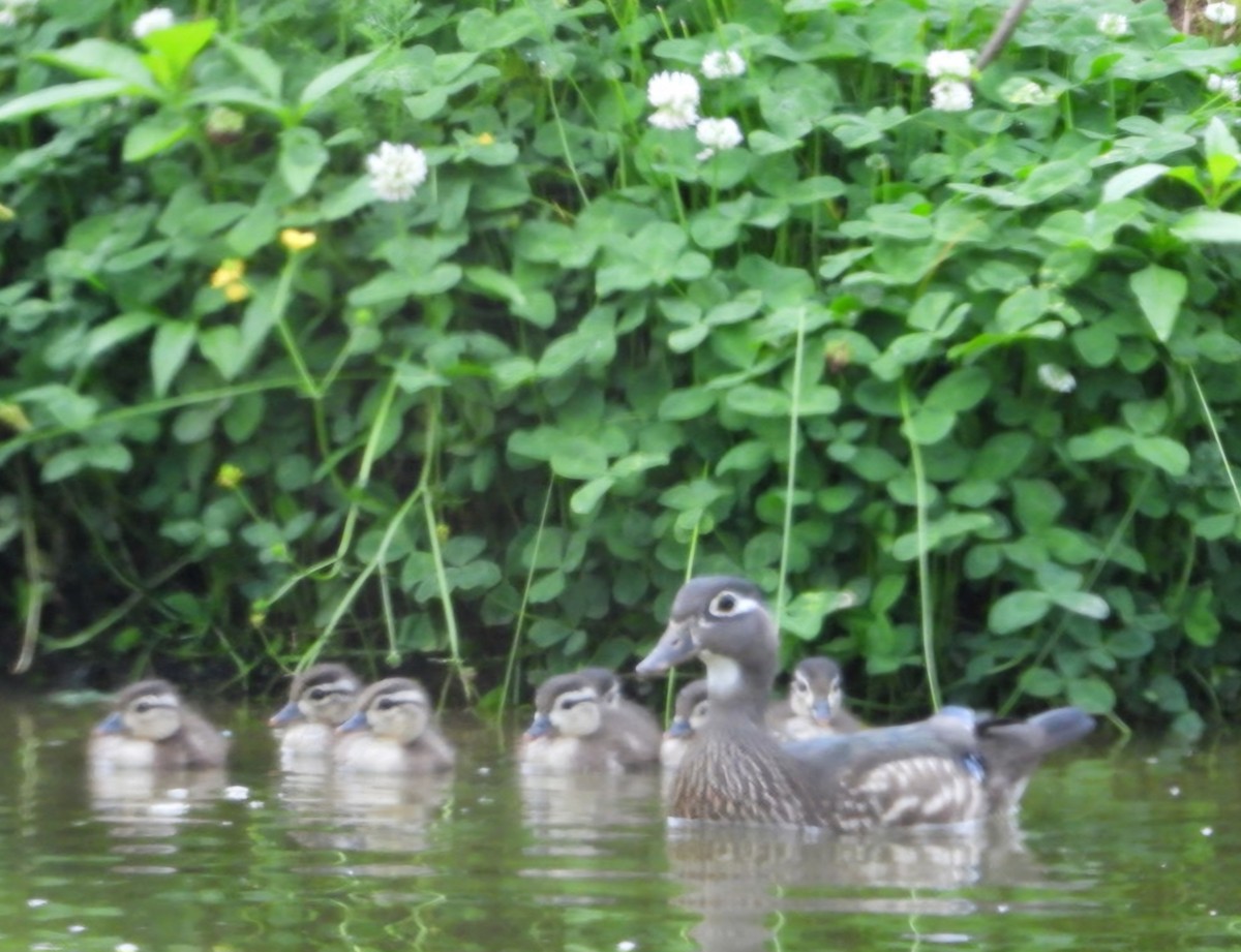 Wood Duck - ML618552122