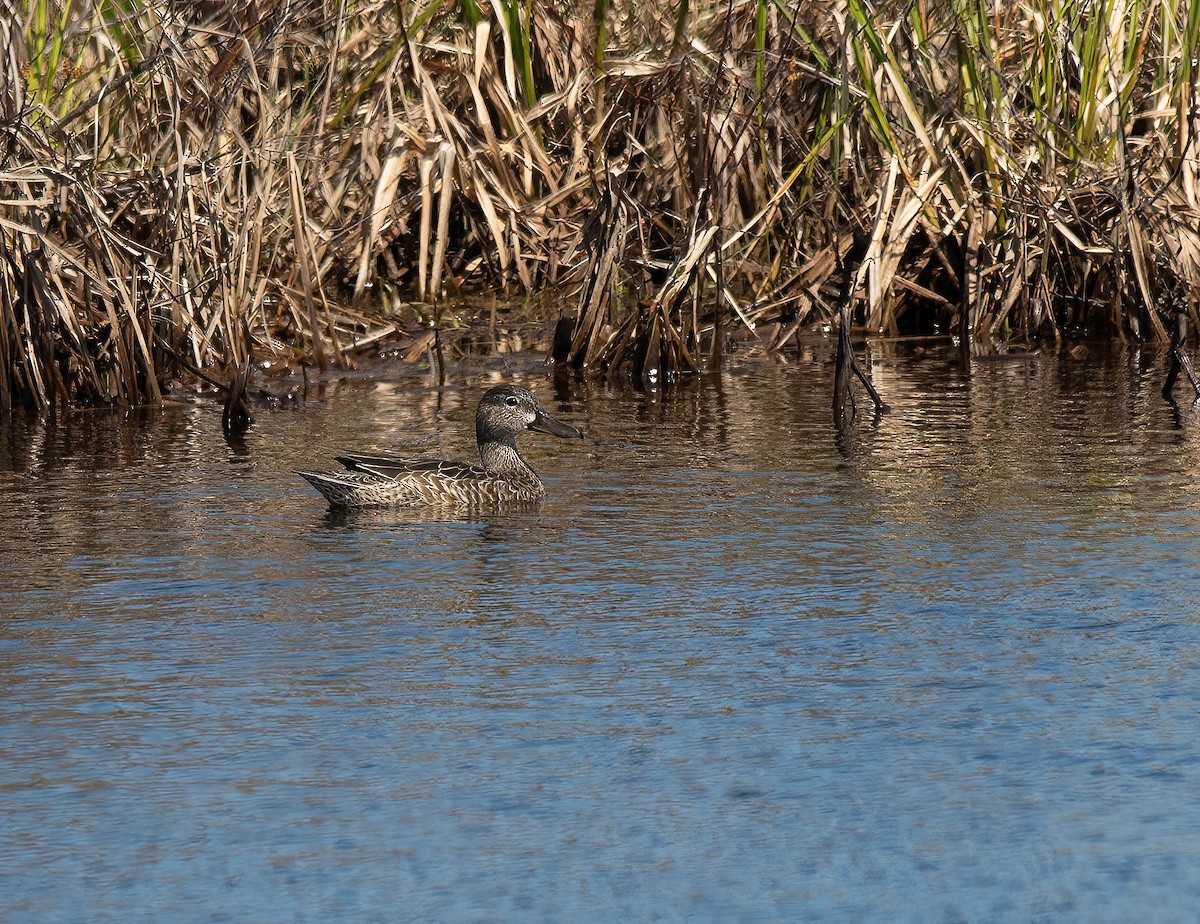 Blue-winged Teal - Peggy Scanlan