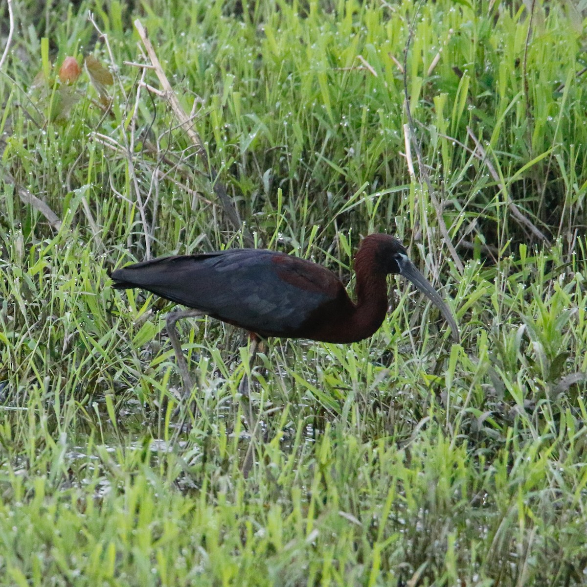 Glossy Ibis - ML618552155