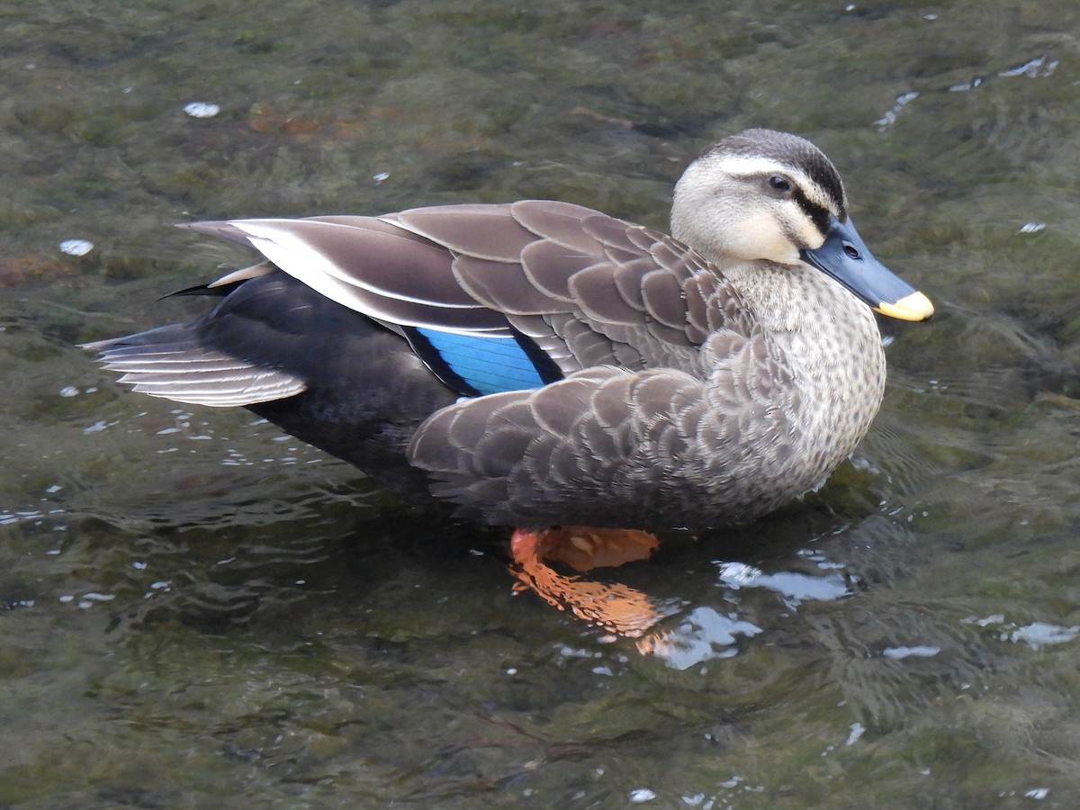 Eastern Spot-billed Duck - Anonymous