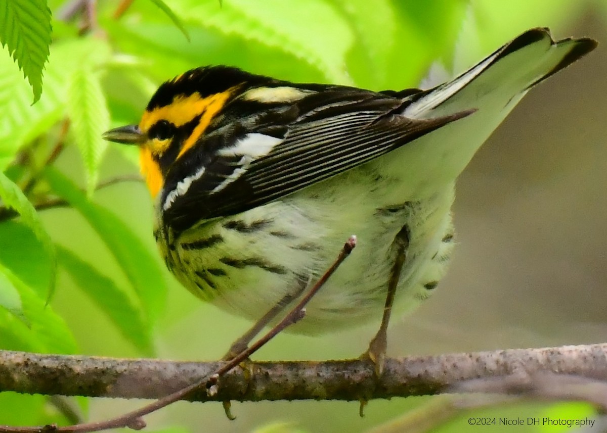 Blackburnian Warbler - ML618552172