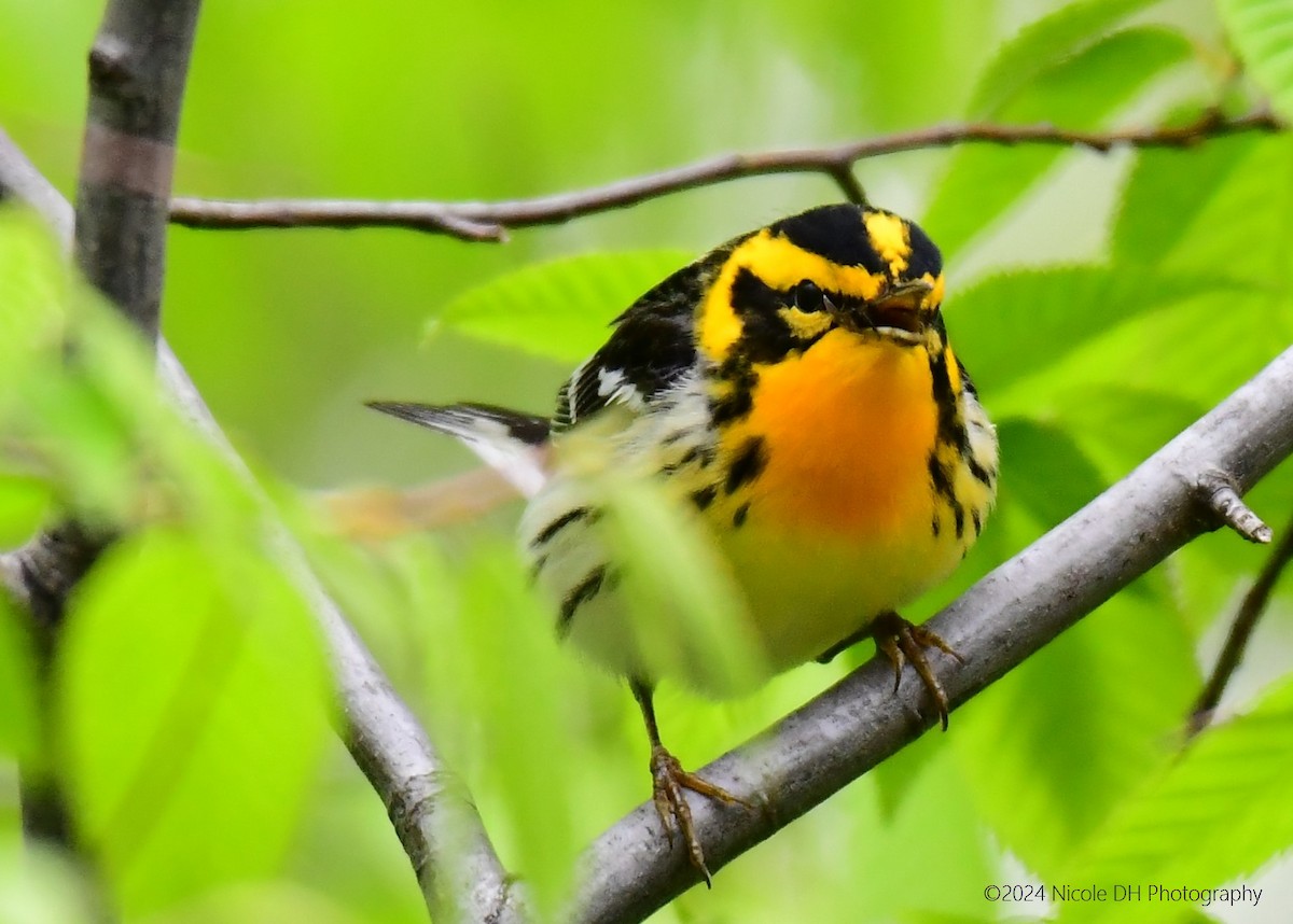 Blackburnian Warbler - ML618552173