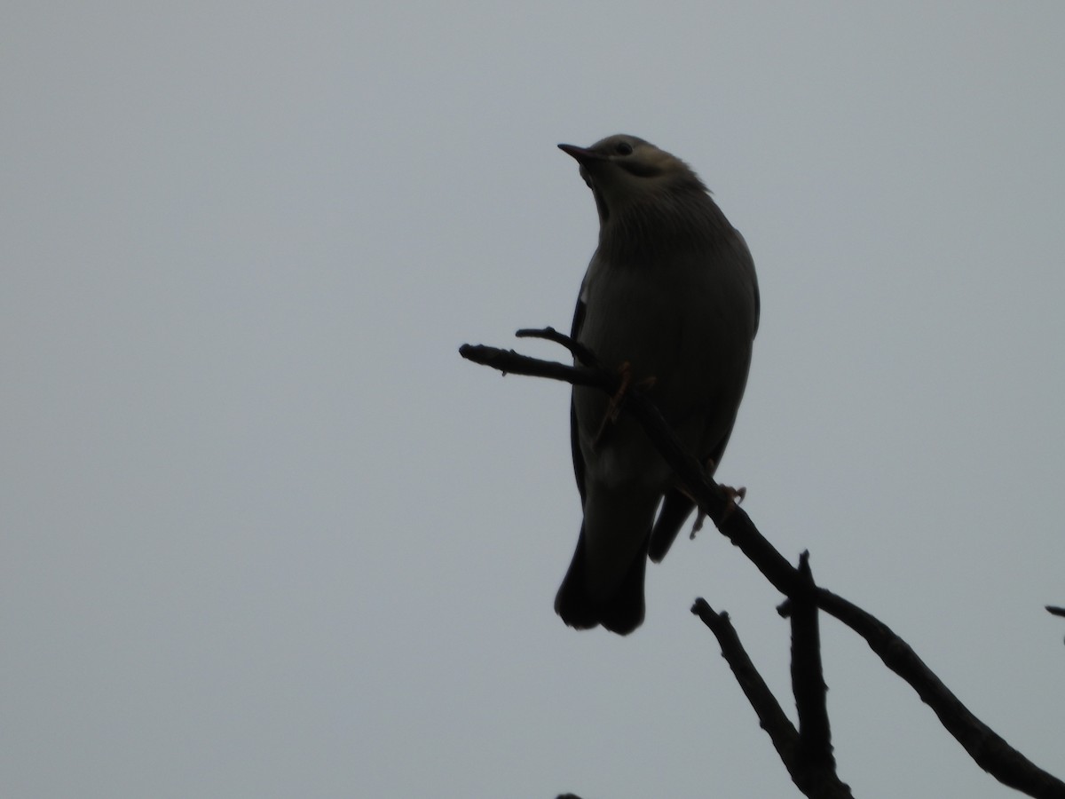 Red-billed Starling - michael su