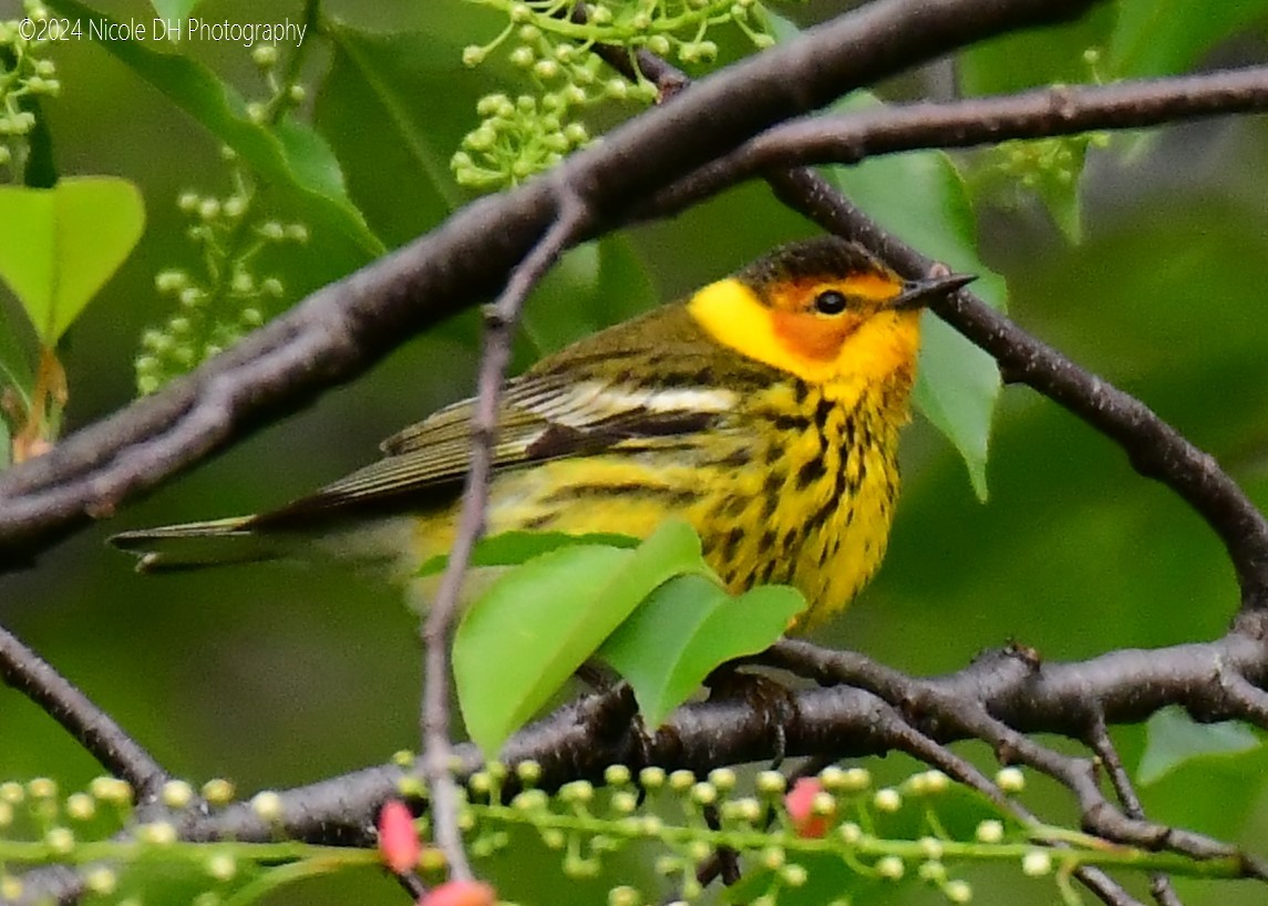 Cape May Warbler - ML618552188