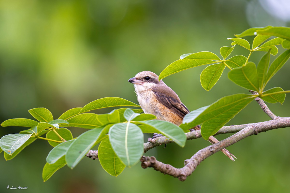 Brown Shrike - ML618552198