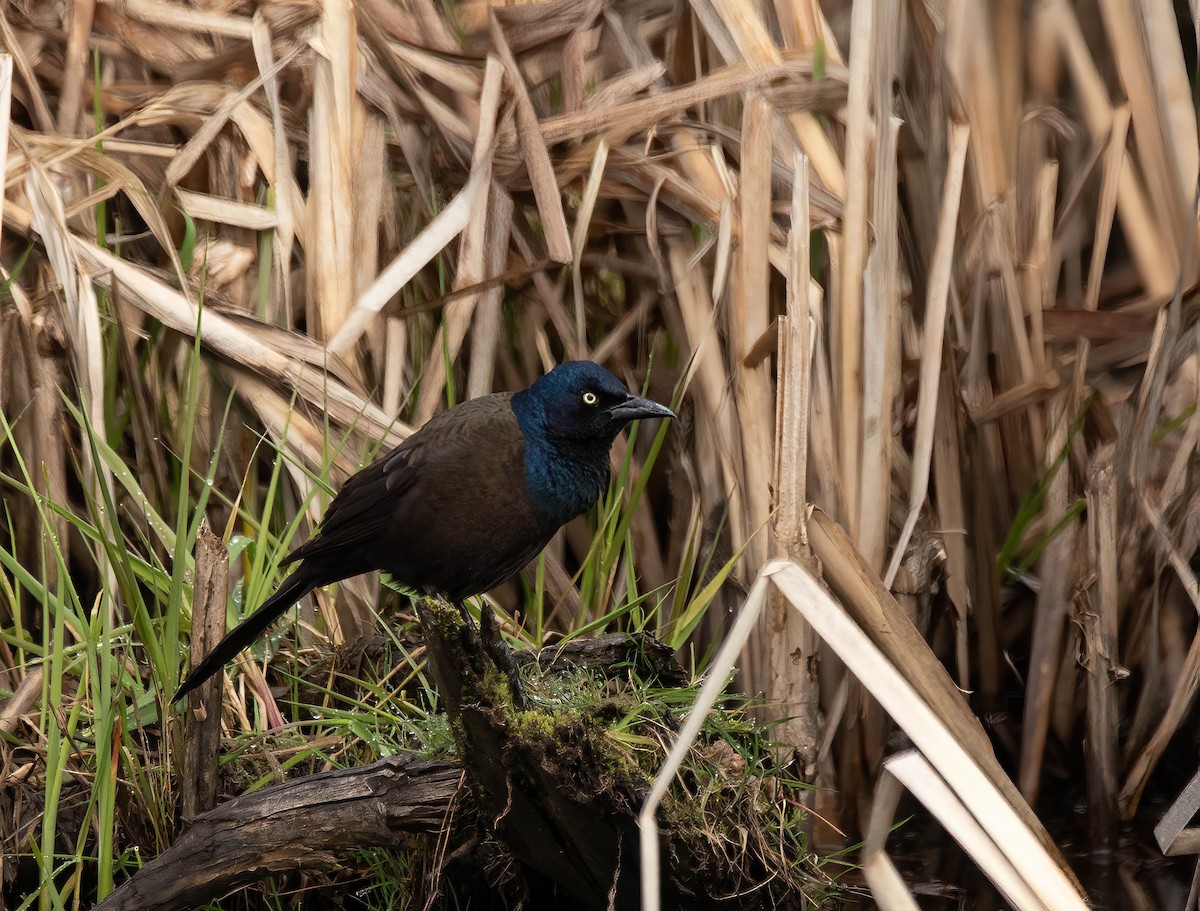 Common Grackle - Peggy Scanlan