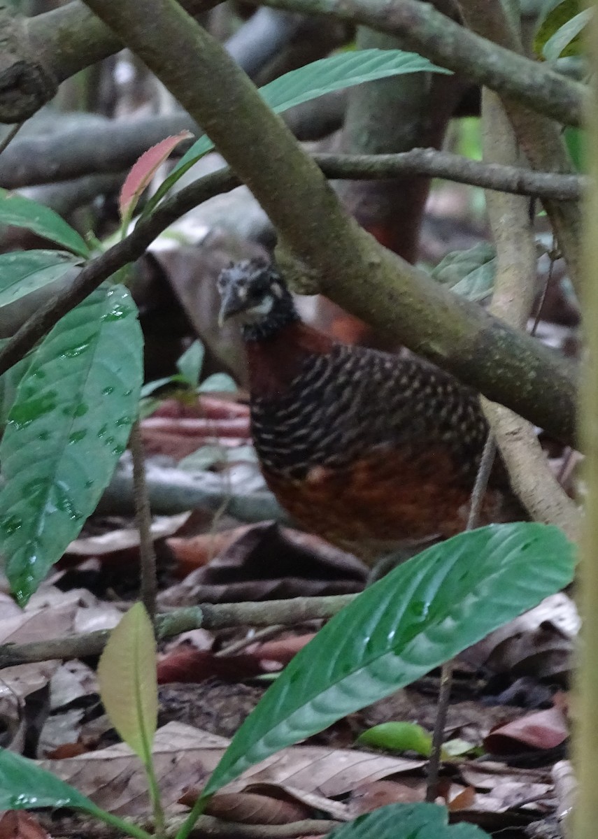 Sabah Partridge - ML618552220