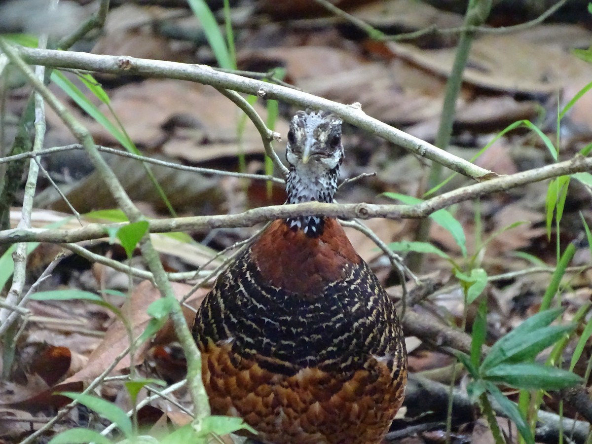 Sabah Partridge - ML618552222