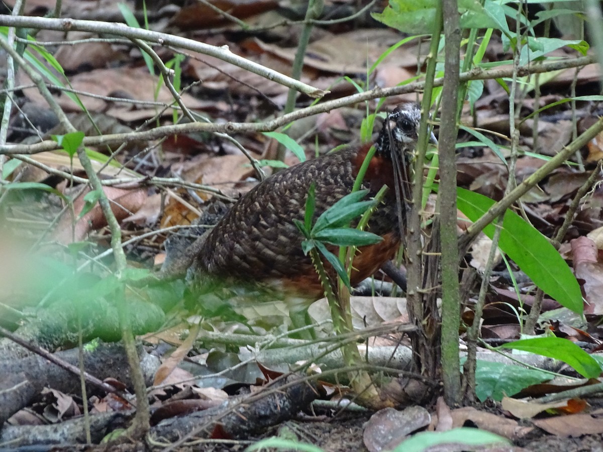 Sabah Partridge - Lai Wah Liu