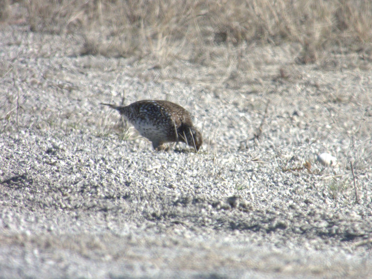 Sharp-tailed Grouse - ML618552243