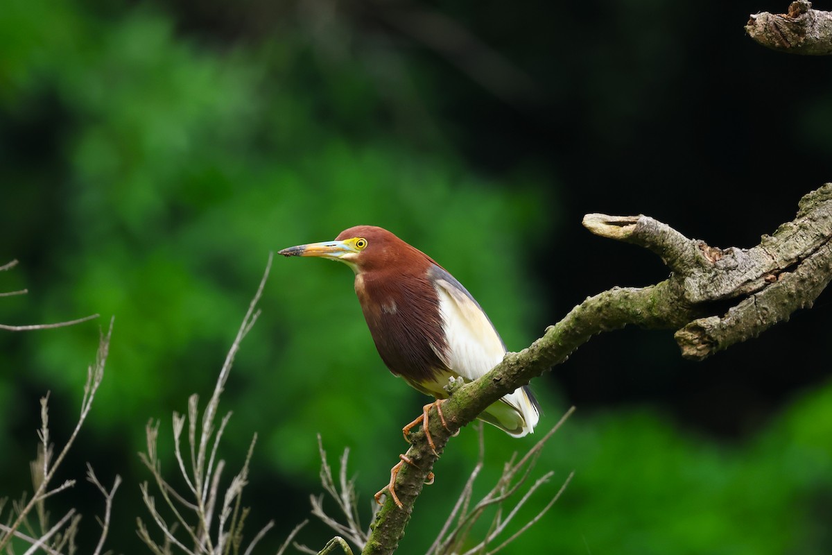 Chinese Pond-Heron - ML618552251