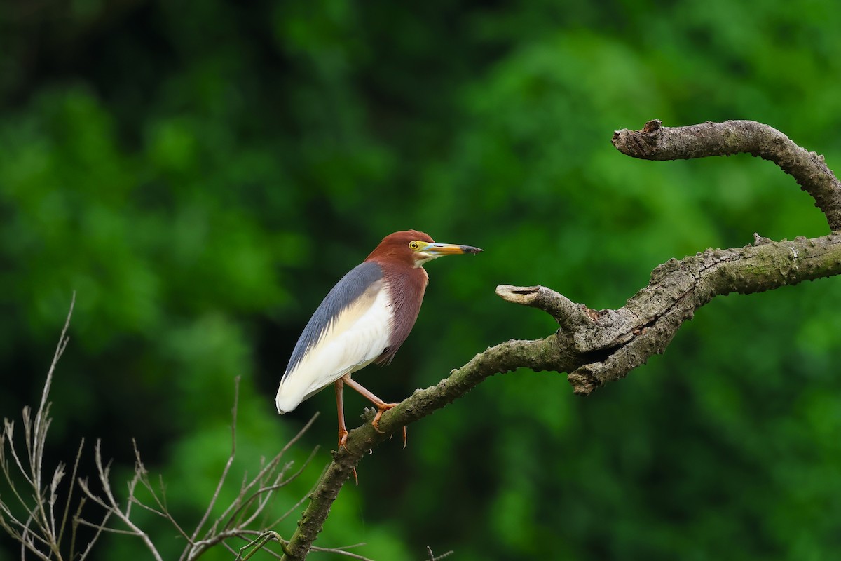 Chinese Pond-Heron - ML618552252