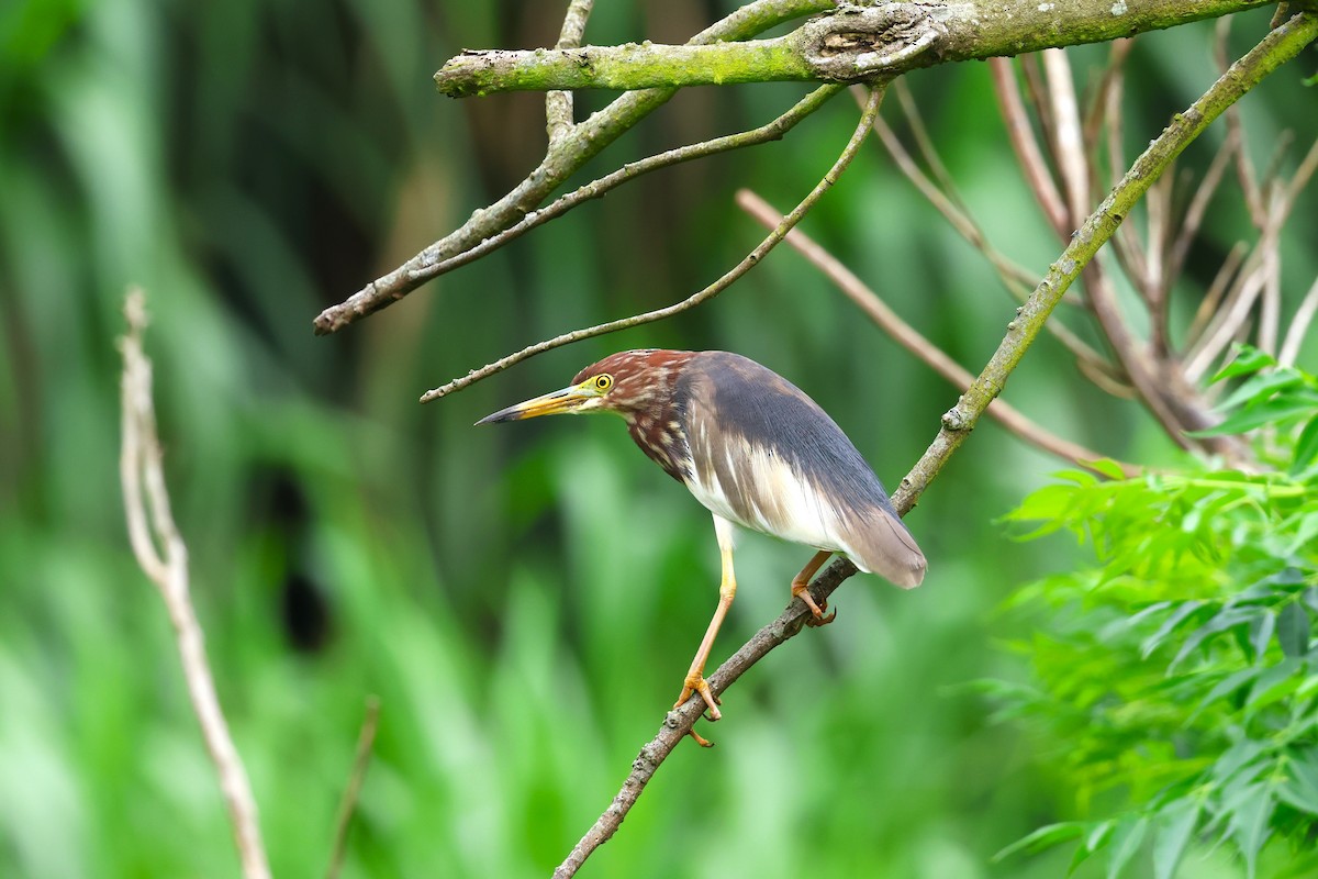 Chinese Pond-Heron - ML618552253