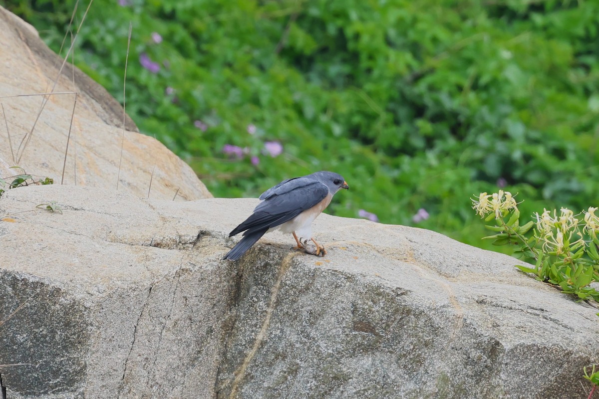 Chinese Sparrowhawk - ML618552263