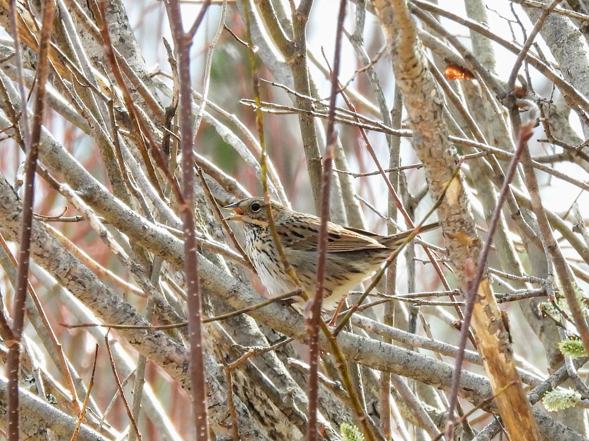 Lincoln's Sparrow - ML618552268