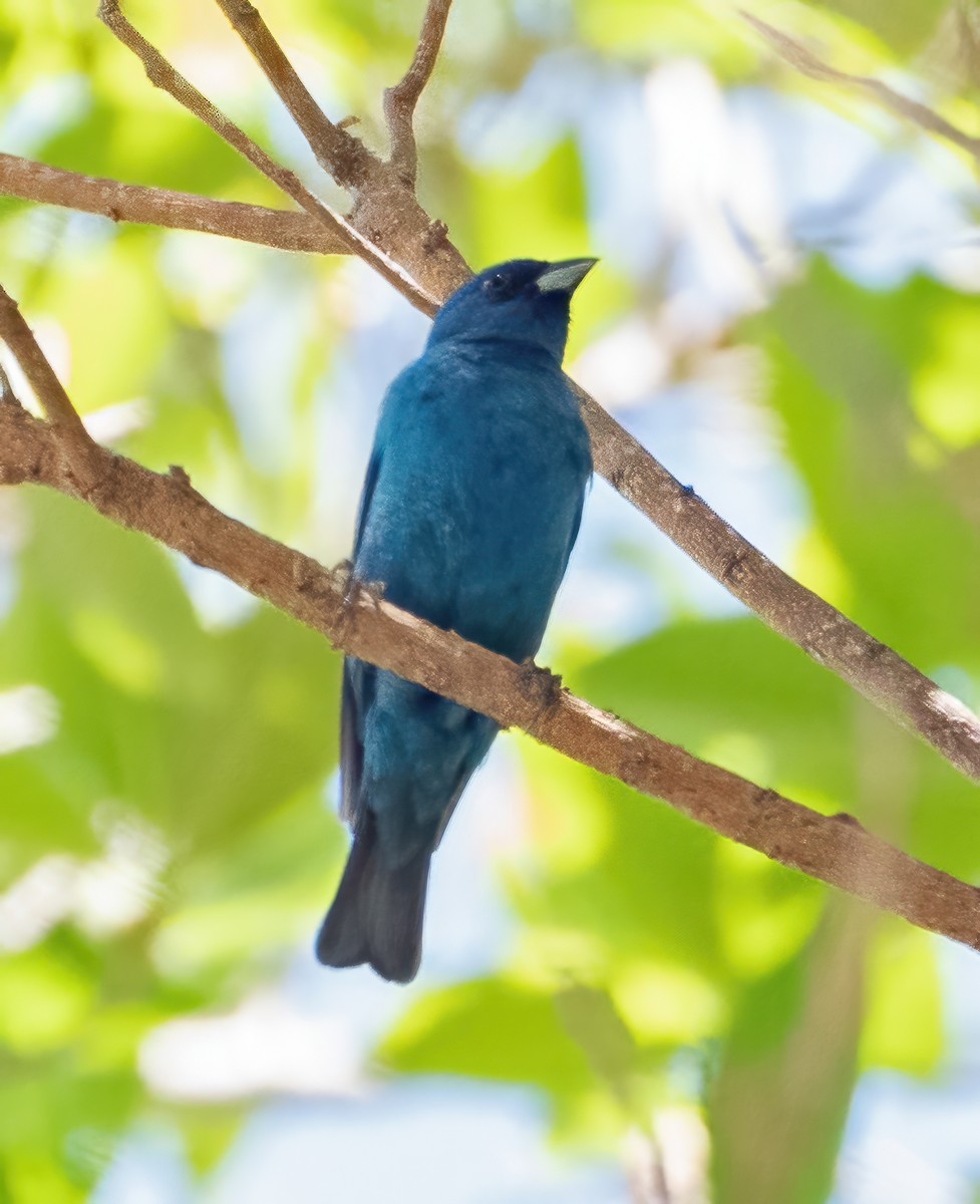 Indigo Bunting - ML618552287