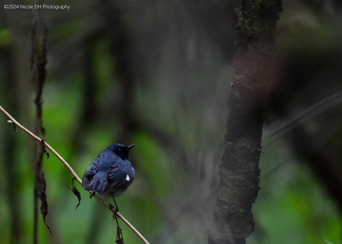 Black-throated Blue Warbler - ML618552290