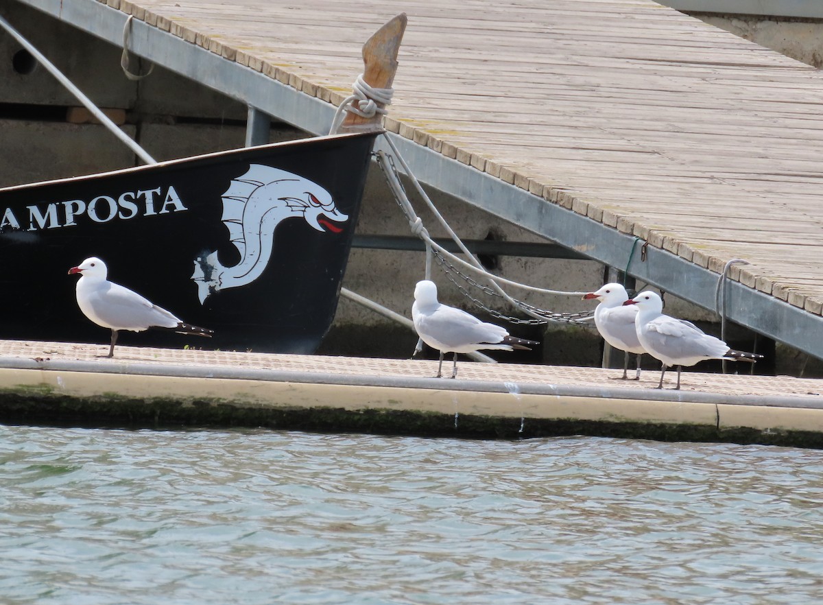 Audouin's Gull - Michael Bowen