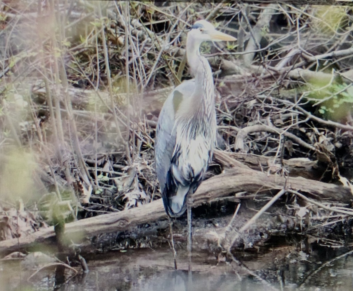 Great Blue Heron - ML618552344