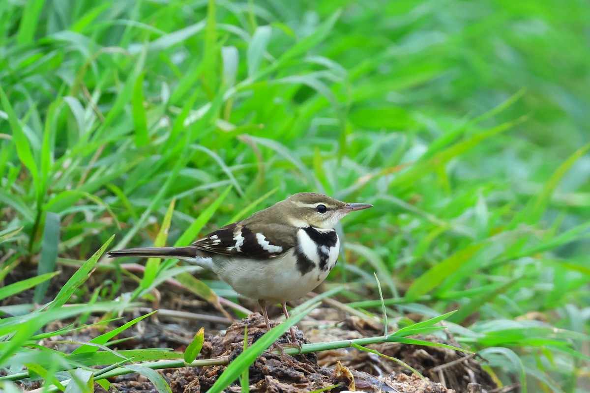 Forest Wagtail - 志民 蘇