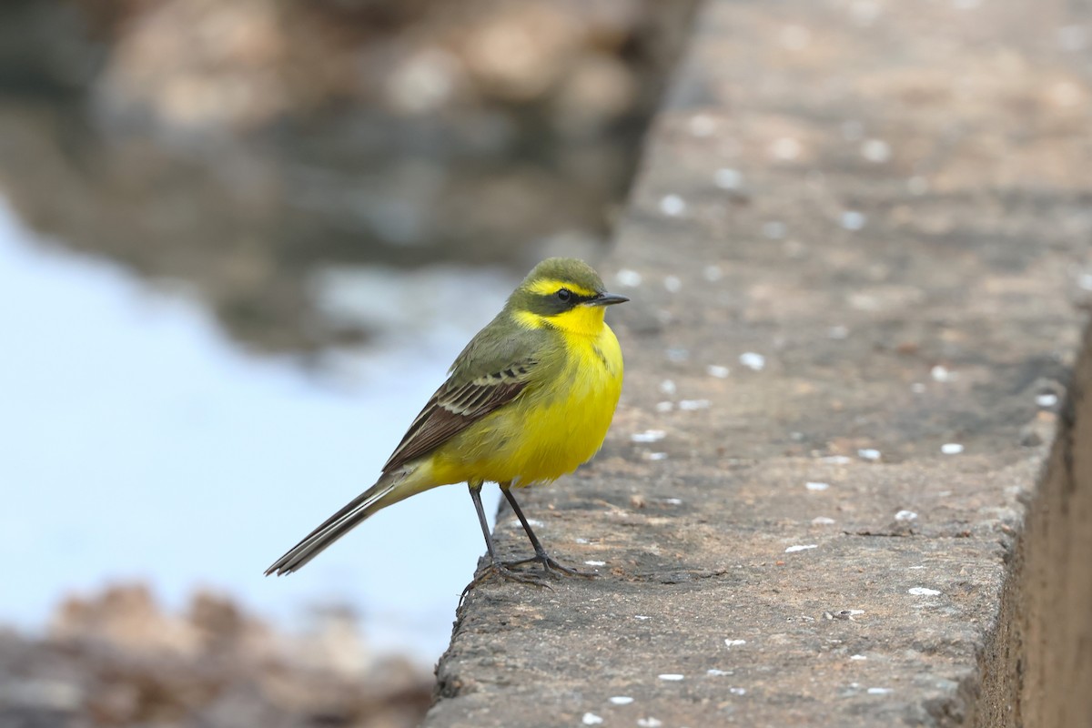 Eastern Yellow Wagtail (Green-headed) - ML618552466