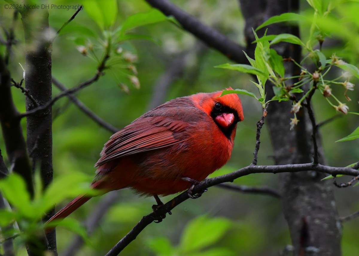 Northern Cardinal - ML618552469