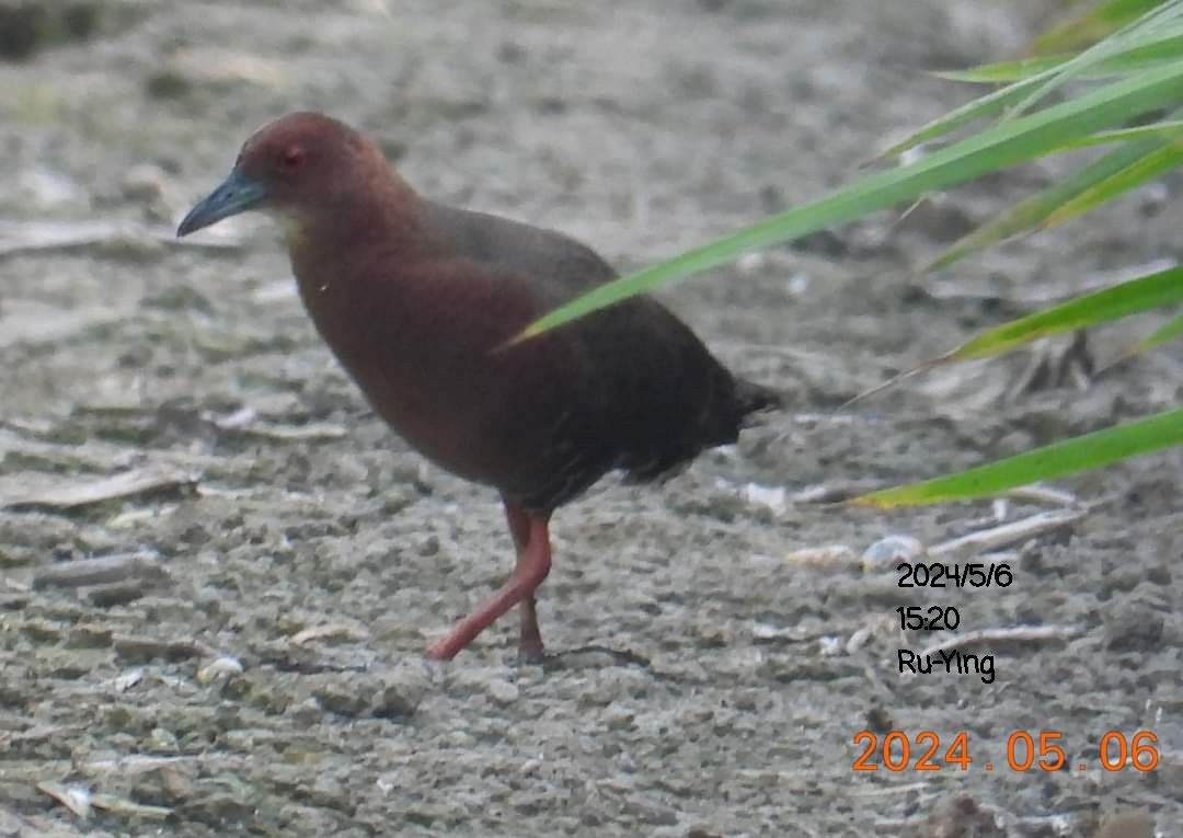 Ruddy-breasted Crake - ML618552482