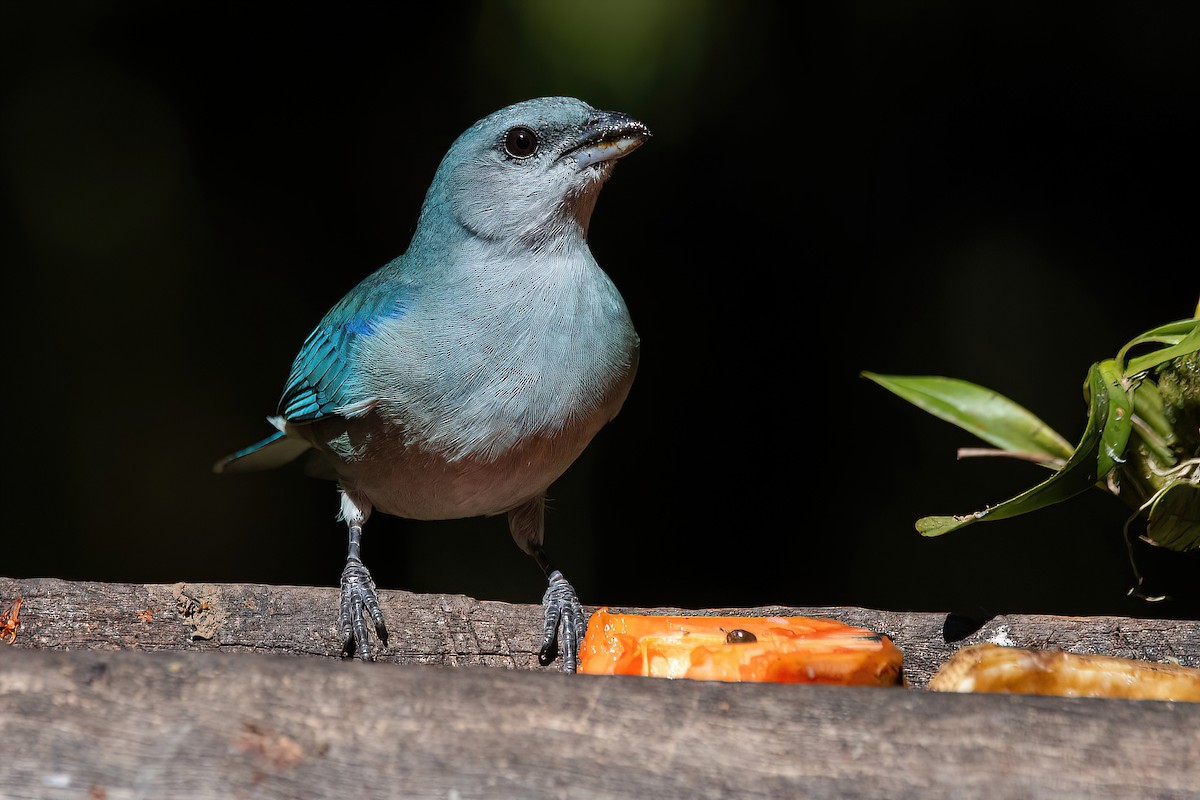 Azure-shouldered Tanager - Raphael Kurz -  Aves do Sul