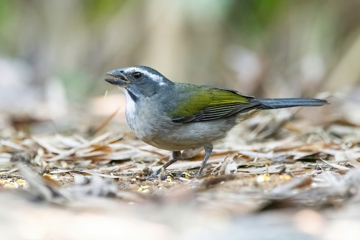 Green-winged Saltator - Raphael Kurz -  Aves do Sul