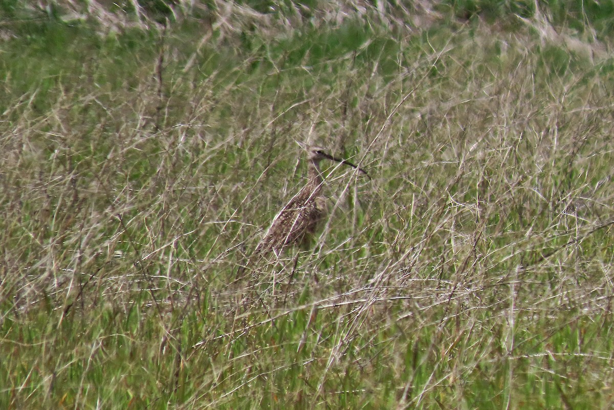 Long-billed Curlew - Craig Johnson