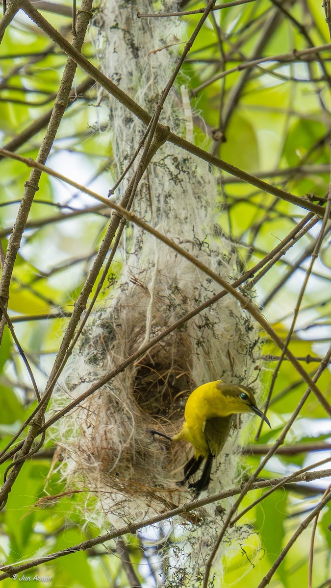 Garden Sunbird - ML618552526