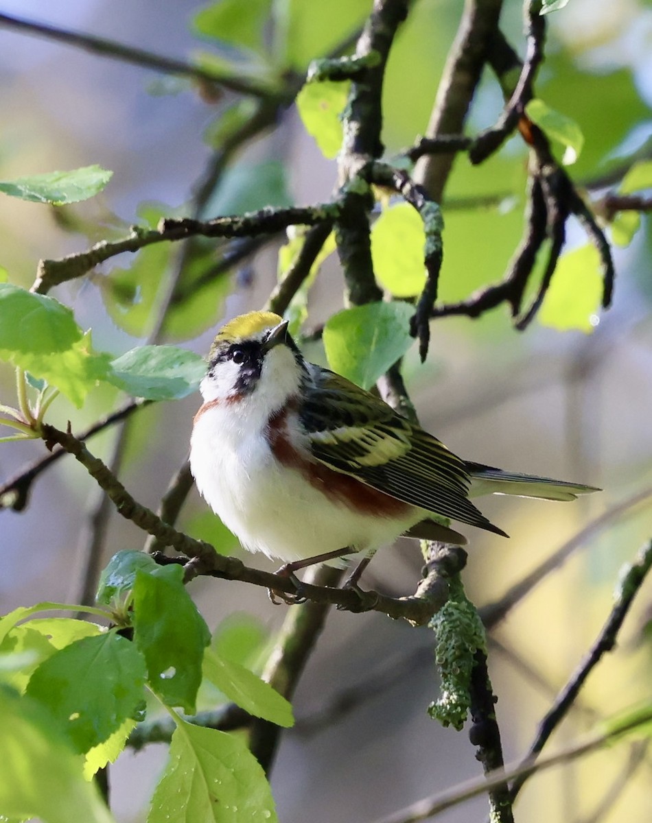 Chestnut-sided Warbler - Eileen Rudden