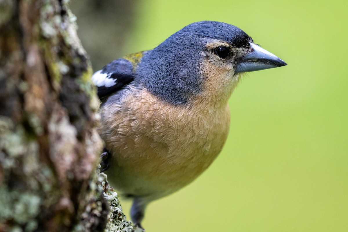 Azores Chaffinch - ML618552532