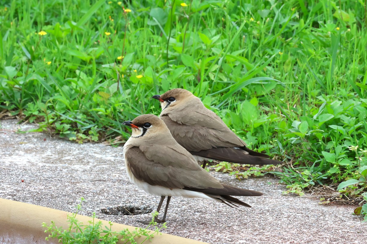 Oriental Pratincole - 志民 蘇