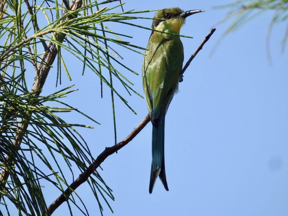 Swallow-tailed Bee-eater - ML618552572