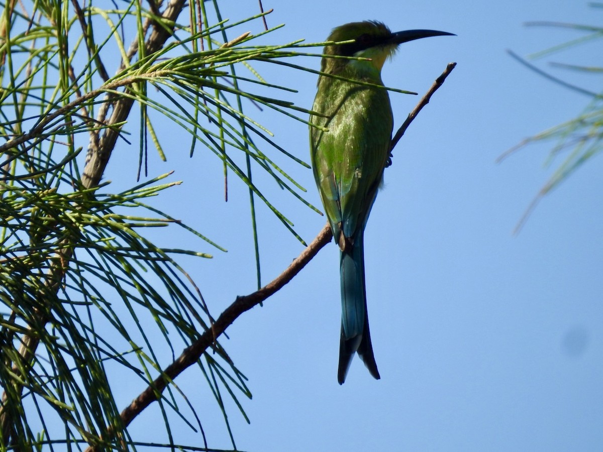 Swallow-tailed Bee-eater - ML618552573