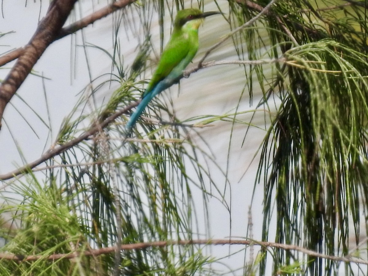 Swallow-tailed Bee-eater - ML618552574