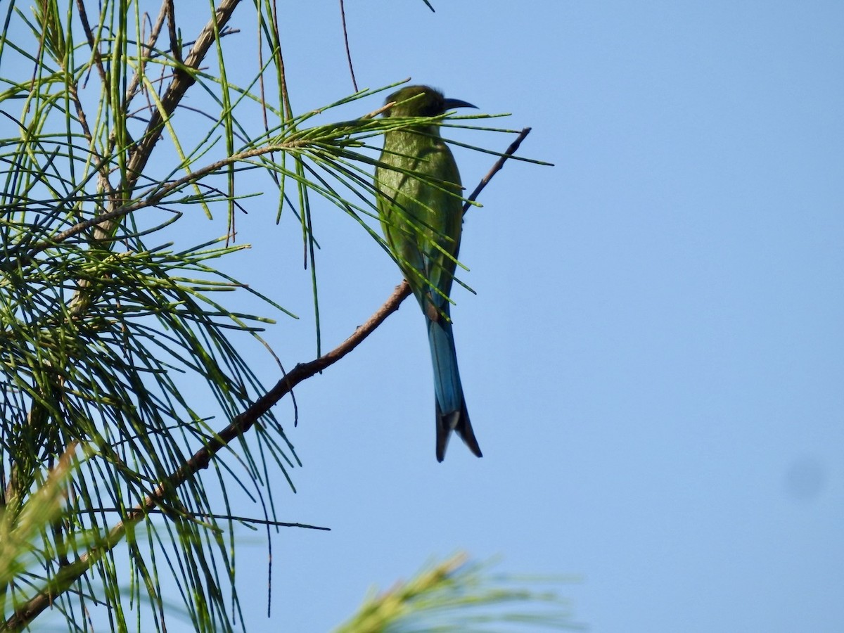 Swallow-tailed Bee-eater - ML618552575